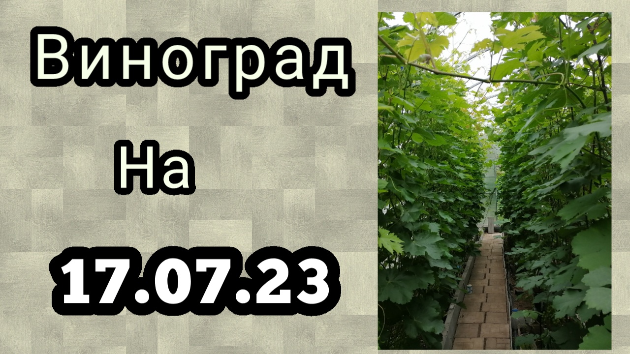 Состояние виноградника на 17.07.23 г.