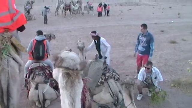 Дружелюбный верблюд часть 1. Египет 2012 год