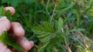 Kratzbeere - Erste Boten - 22.04.18 (Rubus caesius) - essbare Wildpflanzen bestimmen