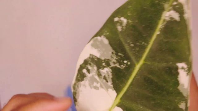 Alocasia Frydek Variegated - unboxing my wishlist plant