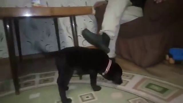 Мальчик литера и для Твери