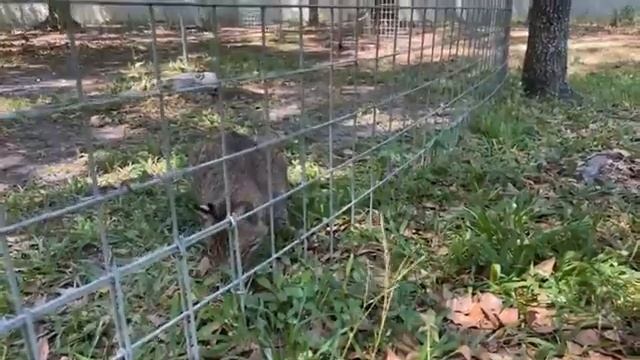 Caturday Walkabout with senior keepers Amanda and Kristen!! 04 15 2023