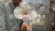 Paph delenatii'Hidden Power'の紹介