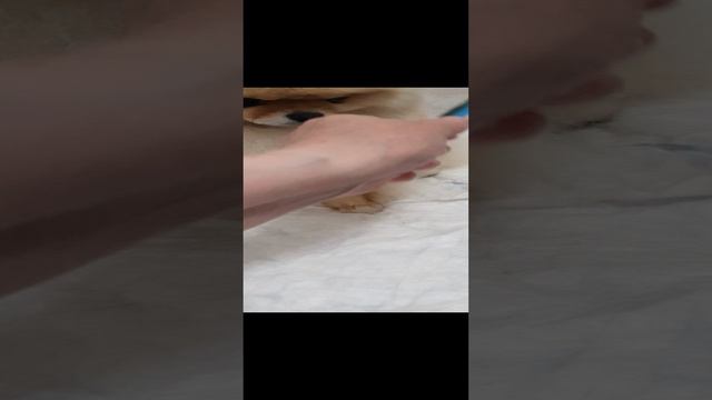 Шпиц балуется..#шпиц#боня#хорошоубабушки