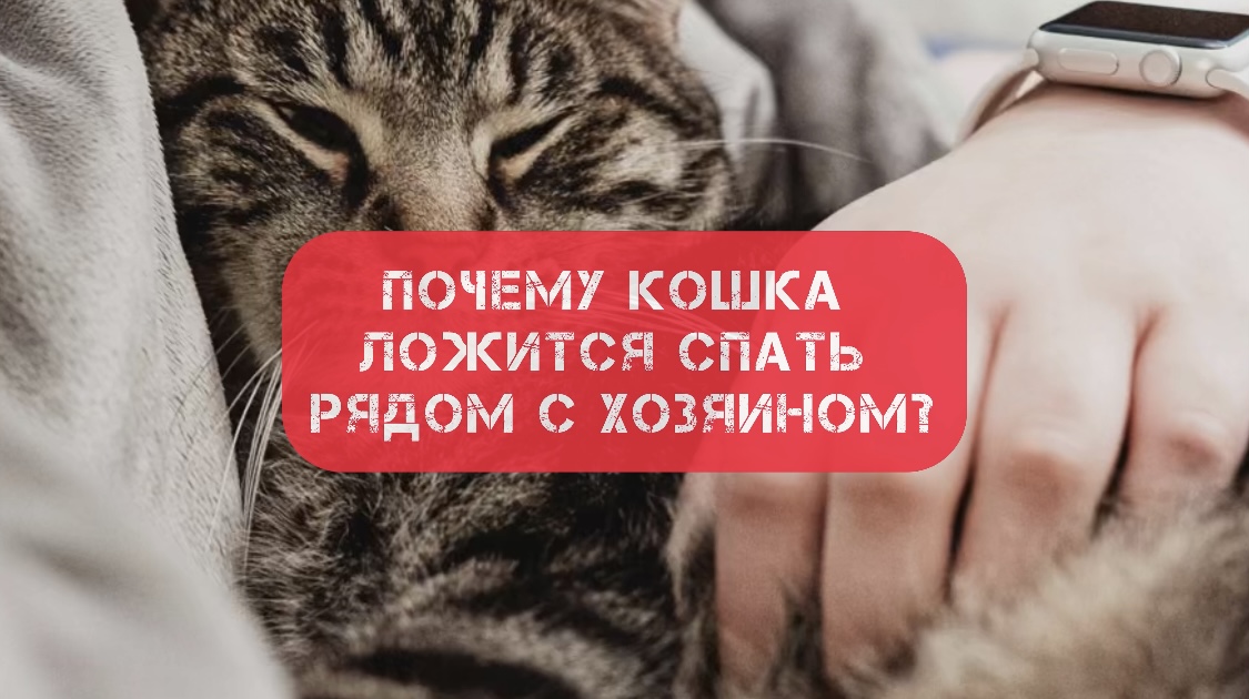 Почему кошка ложится спать рядом с хозяином?