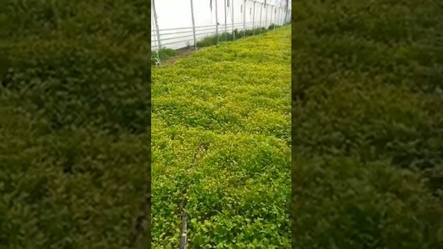 Сидерат (горчица) в промежуточном обороте в теплице
