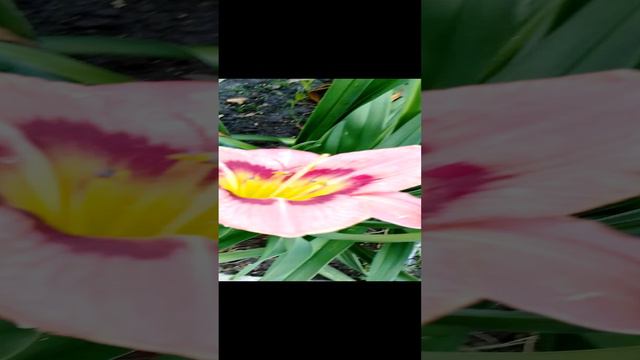 Красивые цветы в саду на клумбе за городом в Подмосковье на даче. Разные летние цветочки. серия 26