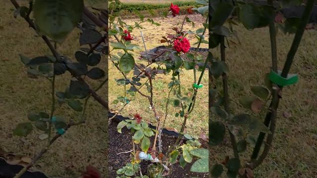 Rose 🥀 🌹 garden in Gifu japan