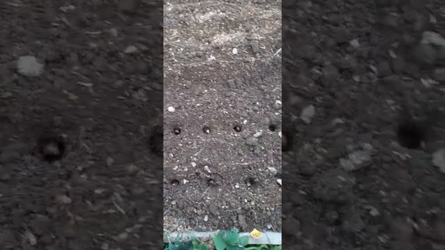Теперь чеснок сажаю только так !!!