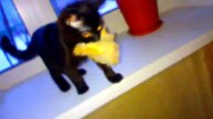 кот стащил кота приколы