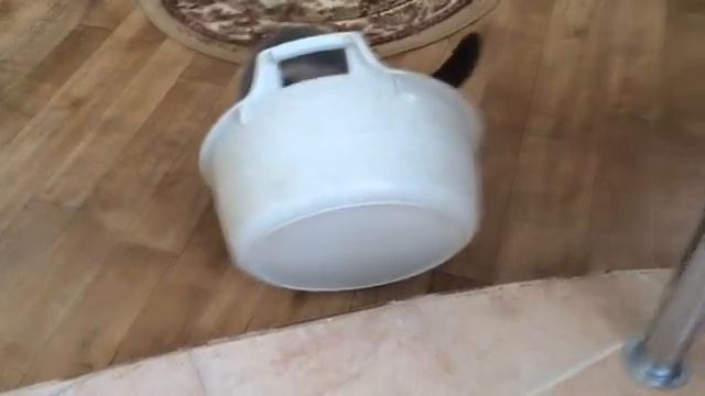 Кот Маркус И Новая Забава