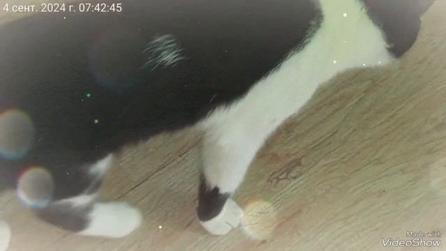 Китти Симка Чернышка 🐈 среда 04.09 2024.☔.mp4