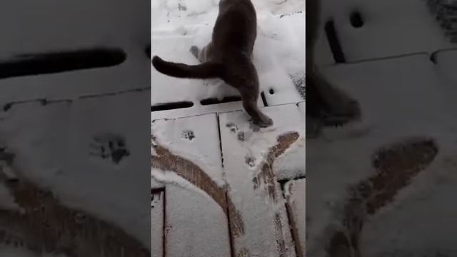 Котик на прогулке зимой