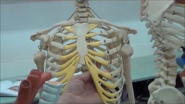 Строение средостения. Часть 1.