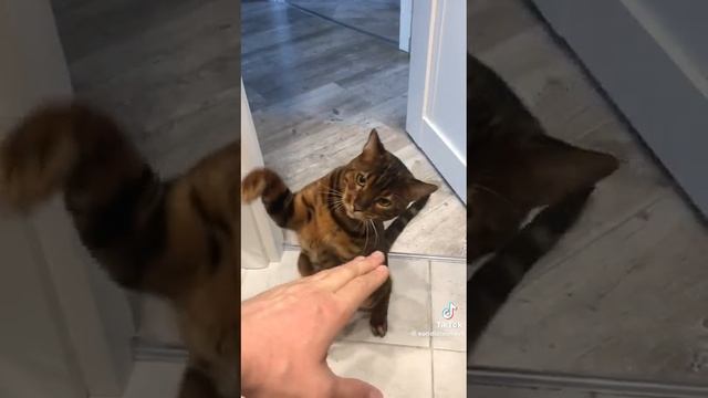 кот - боксёр