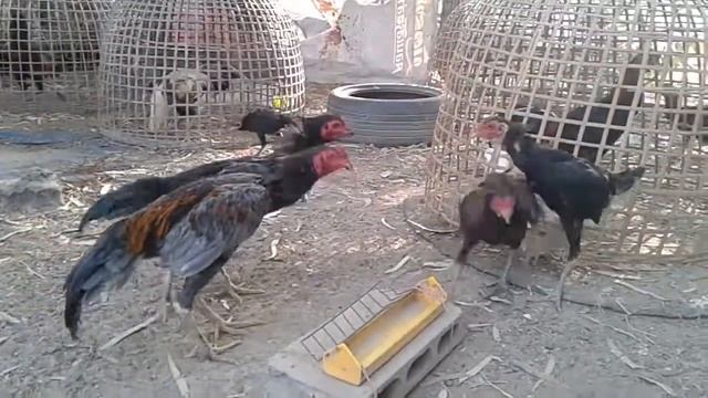 ПЕТУХИ на РАЗБОРКАХ Мелодия