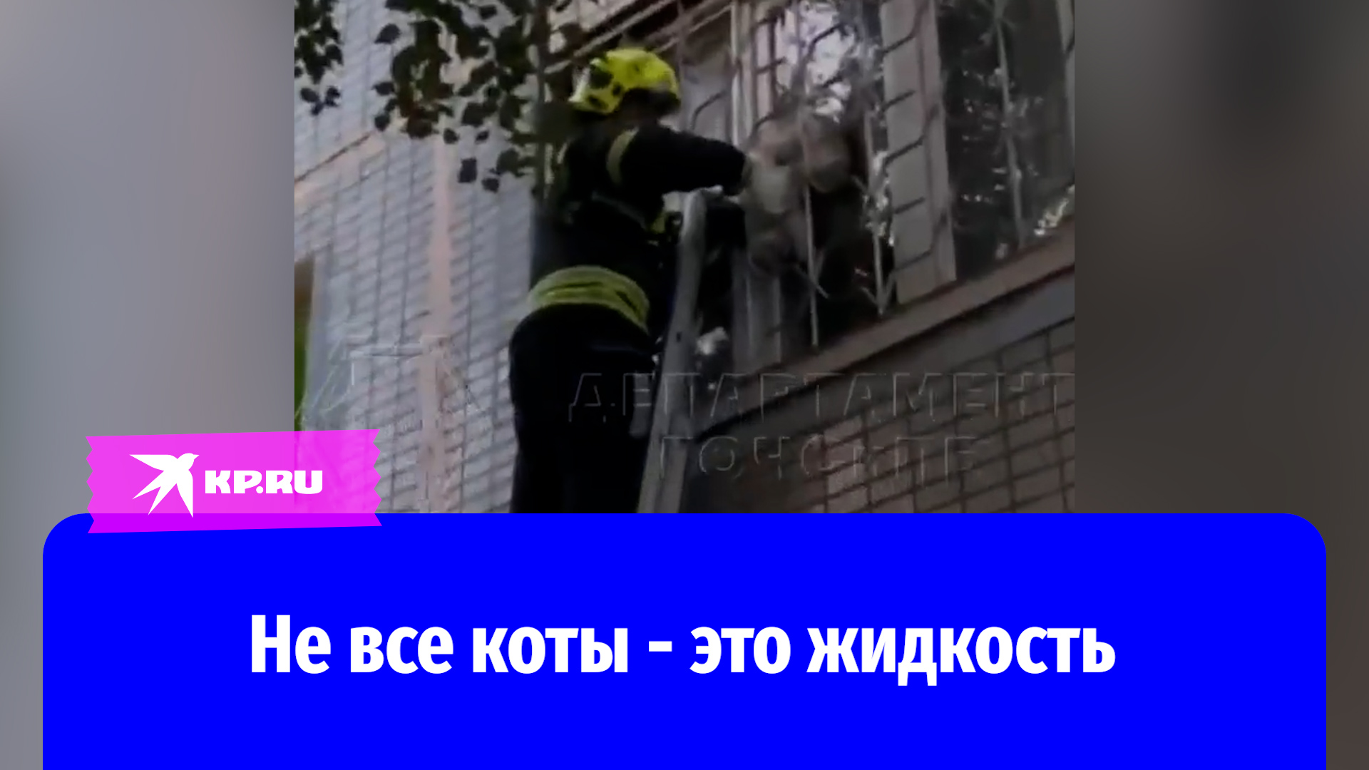 В Москве спасатели достали застрявшего в оконной решётке кота