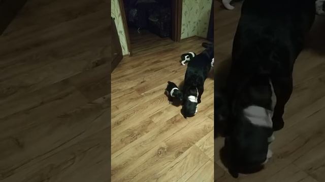 Французские бульдоги. Нам 26 дней)))