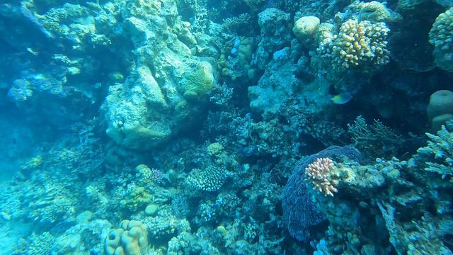 Нырок возле кораллового столба.Dive near a coral pillar.