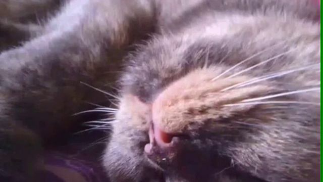 Киса спит🐱