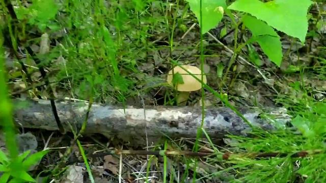 Грибалка в июле, много подосиновиков.ХМАО #лес#грибы#mushrooms#лето#отдых#прогулкавлесу#сибирь