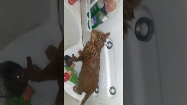 Чистим зубы коту