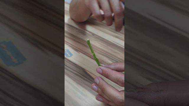 Как помочь лимону зацвести? Лимон из косточки - как заставить плодоносить?