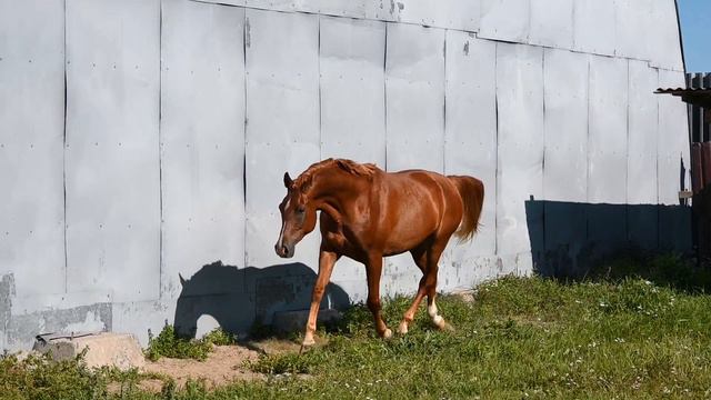 Арабский мерин на продажу.