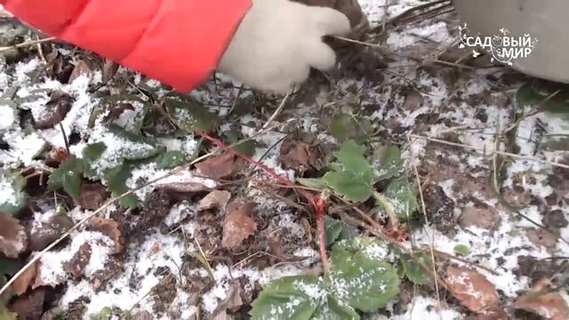 Подготовка клубники к зимовке. Земляника зимует отлично Сайт Садовый мир
