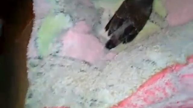 Экстренная новость: Нашли птенца стрижа.