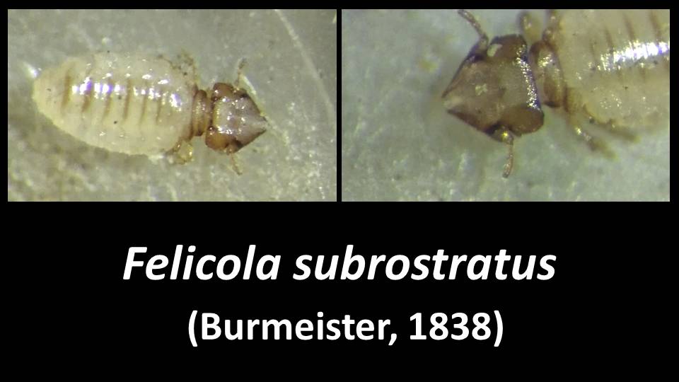 Felicola subrostratus (Burmeister, 1838)
