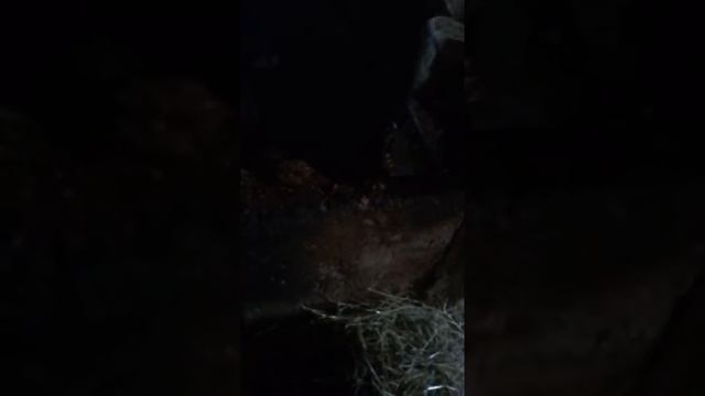Лошади из Павлино кушают кашу.