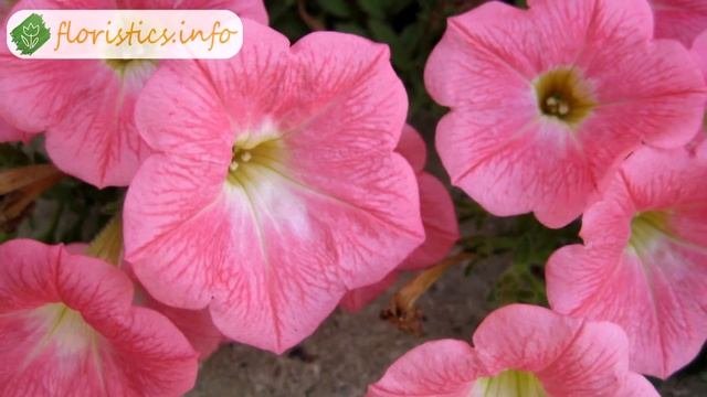 ? Виды и сорта петунии  описание