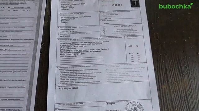 Картошка Беллароза Беллароса в Украине. Первая репродукция семенного картофеля