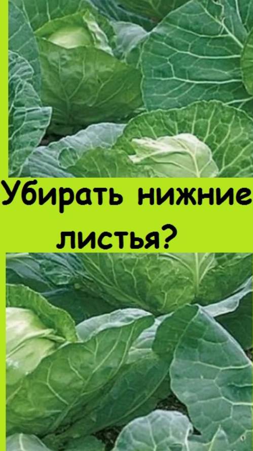 Нужно ли убирать нижние листья у капусты? Я в этом году не убираю, объясняю, почему!