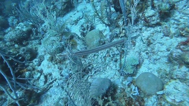 CoCo View Dive Resort - Scuba Diving the Prince Albert Wreck (Video #3)