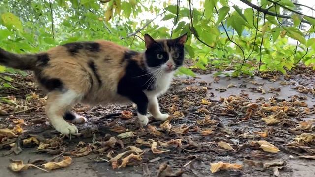 Кошка шипит и мяукает .