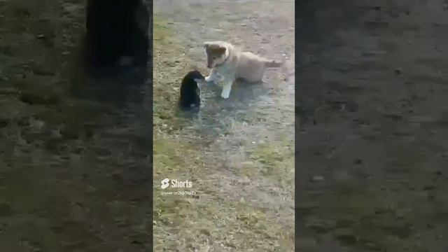 🐕🐶.mp4