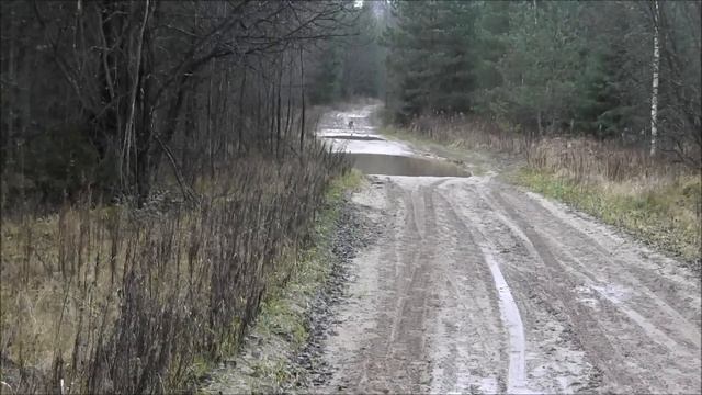 Русская гончая Орфей вл. Филатов Д .