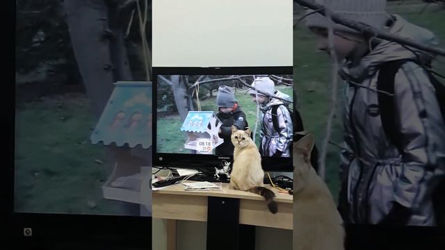 Смотреть телевизор лучше в первых рядах !!!