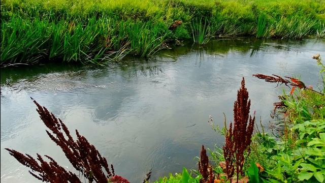 Пение птиц у реки поможет быстро и крепко уснуть. Расслабляющие звуки природы для сна и отдыха.