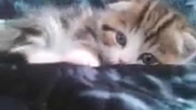 Маленькая киска