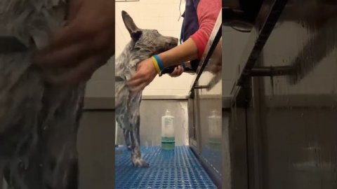 Australian Cattle Dog Gets a Bath