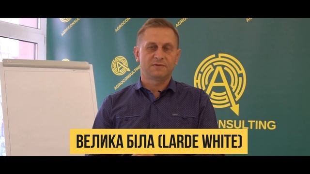 Велика Біла Порода Свиней