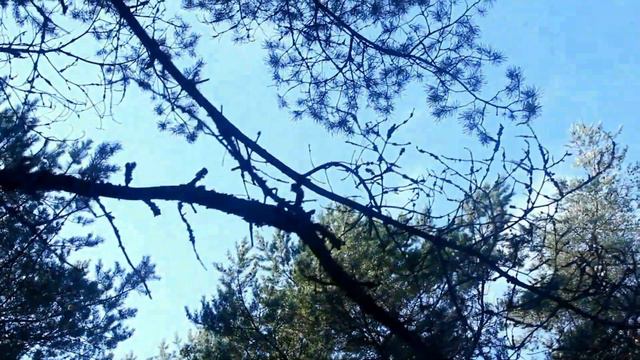 Танцующий лес на Куршской косе.Dancing Forest On The Curonian Spit.