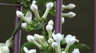 Flower Gardening: Stephanotis or Madagascan Jasmine