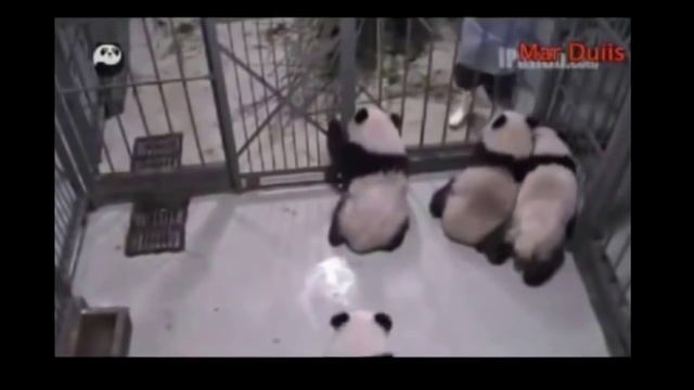Очень смешные животные  Панда    ожившая игрушка