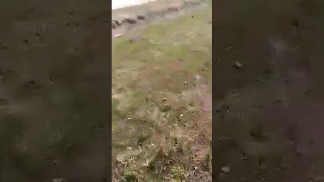 29.04.22. Сгорела деревня Суздалка. Доволенский р-н Новосибирской области. Вся Сибирь в огне.