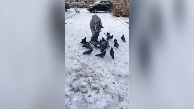 Зимующие птицы