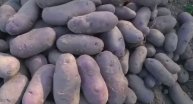 Удивительный урожай картофеля на проекте Сапуново 28082018. Диковинная картошка темная и фиолетовая.